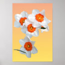 Search for daffodil posters Bulb
