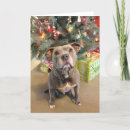 Search for pitbull christmas cards Animals