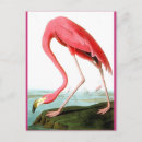Search for audubon postcards Flamingo