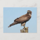 Search for accipiter postcards Bird of prey
