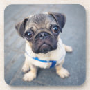Search for pug coasters Cute