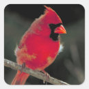 Search for red cardinal stickers Redbird