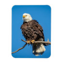 Search for bald tree magnets Wildlife
