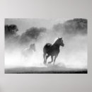 Search for black and white horse posters Beautiful