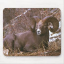 Search for ram mouse mats Bighorn sheep