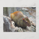 Search for capybara photography Animal