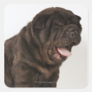Search for shar pei stickers Cute