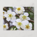Search for flowering mums postcards Green