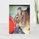 Search for chinchilla cards Animal