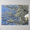 Search for pear tree poster posters Trees