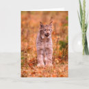 Search for bobcats cards Wild