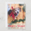 Search for beagle christmas cards Hound