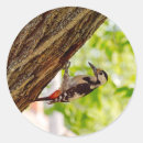 Search for bird feather stickers Tree branch
