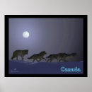 Search for arctic wolf posters Snow