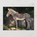 Search for grevy Wildlife