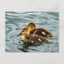 Search for anas postcards Mallard