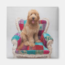 Search for getty magnets Dogs