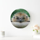 Search for hedgehog clocks Mammal