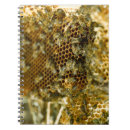 Search for hive notebooks Honeybee