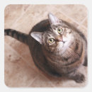 Search for looking up stickers Cat