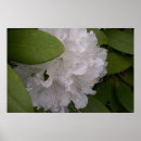 Search for perennials posters Nature