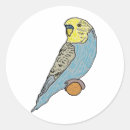Search for budgies stickers Budgerigar
