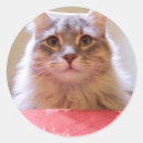 Search for manner Cute