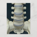 Search for vertebrae postcards Medical