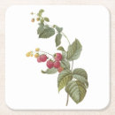 Search for rubus Blossom
