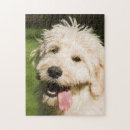 Search for goldendoodle puzzles Adorable