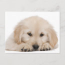 Search for golden retriever puppies postcards Animal
