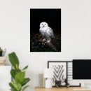 Search for snowy owls posters Animals