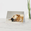 Search for dog sleeping cards Cat