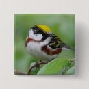 Search for migrate badges Bird