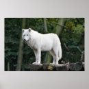 Search for wolf image posters Canine