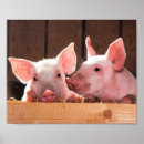Search for cute pig posters Piggy