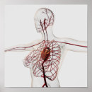 Search for circulatory system posters Human heart