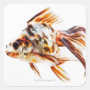Search for fantails stickers Full length