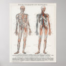 Search for vintage biology posters Anatomy