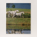 Search for percheron Dapple grey