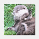 Search for otters magnets Mustelids