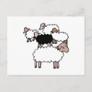 Search for flock of sheep postcards Lamb