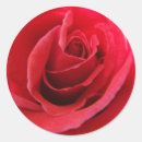 Search for red rose petals stickers Flora