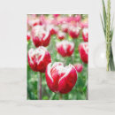 Search for red tulip cards Garden