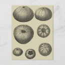 Search for dollar vertical postcards Starfish