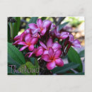 Search for exotic travel postcards Flowers