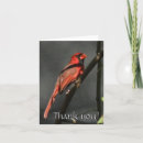 Search for red cardinal bird cards Wildlife