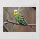 Search for budgerigar postcards Parrot