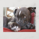 Search for pups postcards Dog