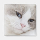 Search for ragdoll magnets Feline